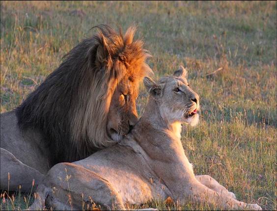 Africa Nature Animals (10)